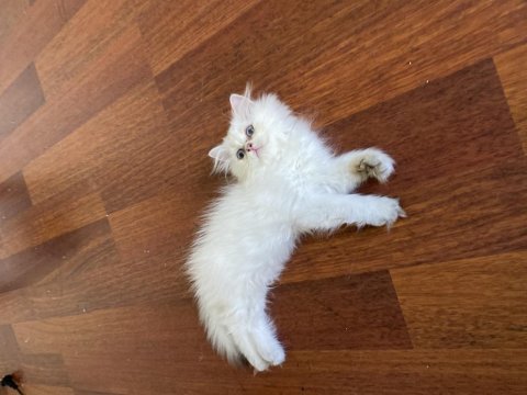 By1133 full şecereli golden dişi british longhair