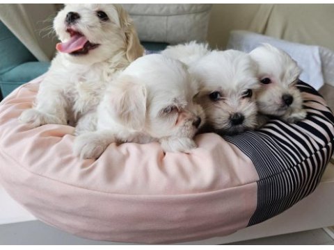 0 numara maltese terrier yavrularımız