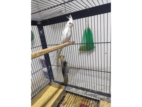 Albino lutino sultan papağanı yavrular mevcut