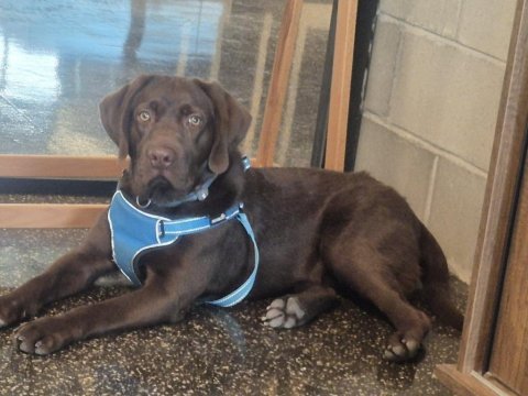 Sherlock çikolata labrador