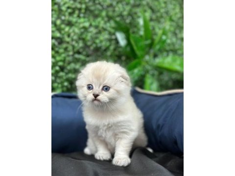 Scottish fold sevimli yavru