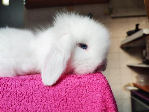 Orjinal hollanda lop tavşanı bebişler
