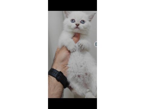 British shorthair kedisi