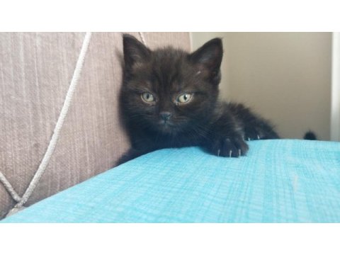Kedi sahiplendirme british shorthair