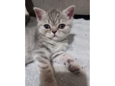 British shorthair kızımıza yuva arıyoruz