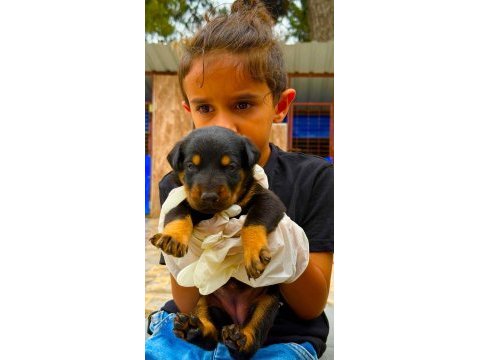 Doberman yavrularımız