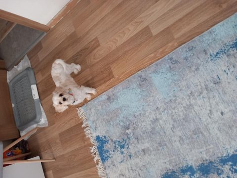 Sevgi dolu maltipoo prenses