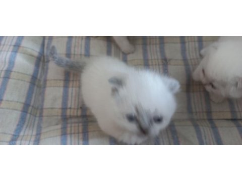 Yavru british shorthair mama yiyorlar tuvalet eğitimi var