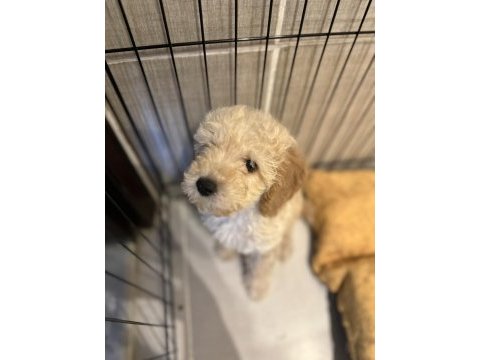 Yavru toy poodle bakımlı ve temiz