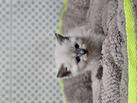 British blue poınt yavrularımız
