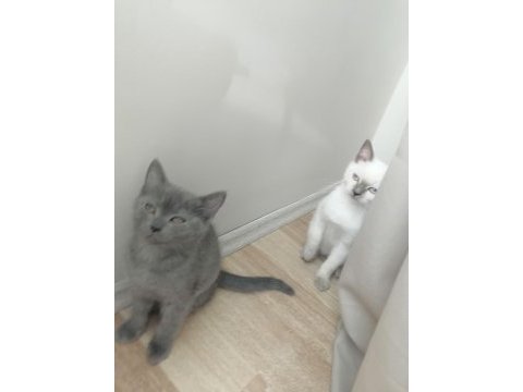 Britihs sohrt hair ve british blue point kedi 7 aylık