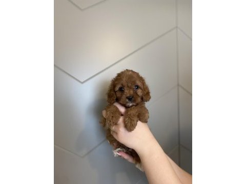 Evde doğma şov kalite maltipoo yavrular