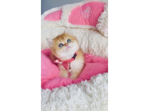 Üst düzey golden ny12 brıtısh shorthair bebeklerim 