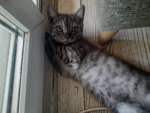 British shorthair yavrular