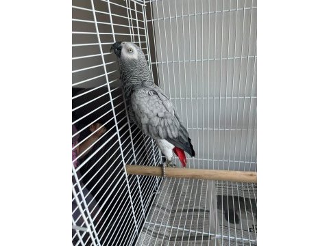 Full evcil jako papağanım ilgilenen yazabilir