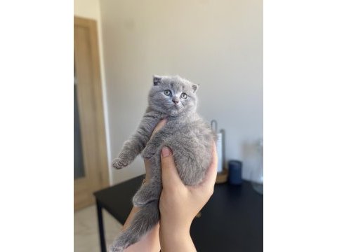 Scottish fold 2 aylık dişi