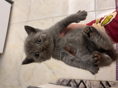 British shorthair yavru kedimiz
