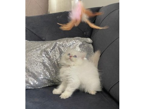 Safkan british longhair erkek
