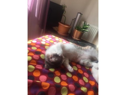 İki kardeş kedimiz