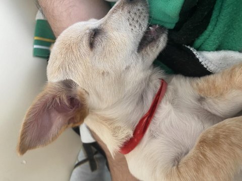 3 aylık erkek deer head chihuahua