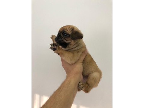 A kalite pug yavrularımız yeni yuvalarını arıyor