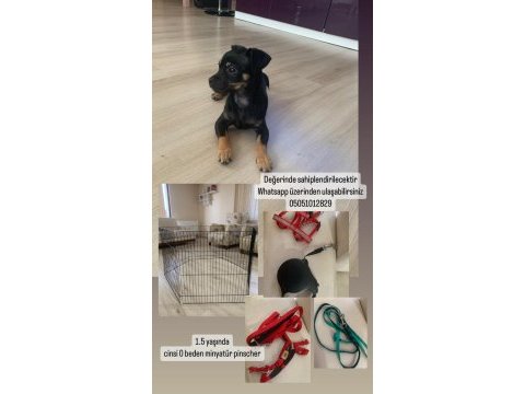 0 beden minyatür dişi pinscher yavru alınacak süreçte