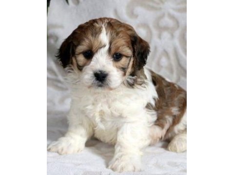 Morkie yavrularımız kahverengi beyaz