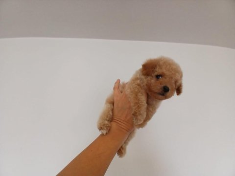 Yumoş poodle bebekler