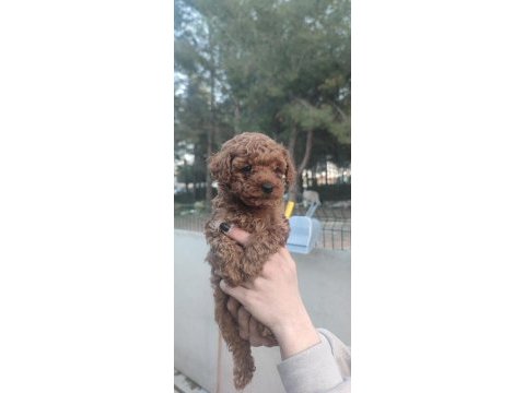 Kore kan toy poodle yavruları