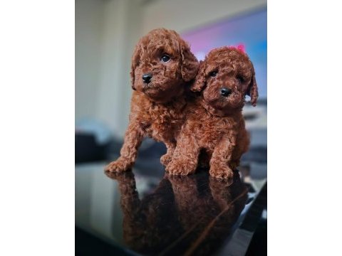 Kore toy poodle yavrular
