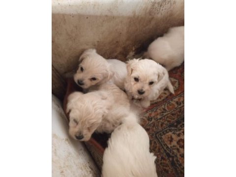 Terrier her renk uygun