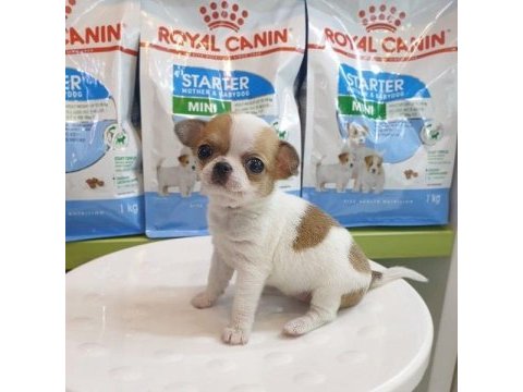 Dünya tatlısı chihuahua yavruları