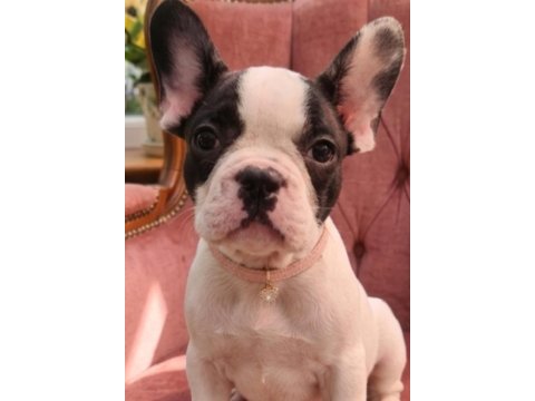 Safkan french bulldog yavrular
