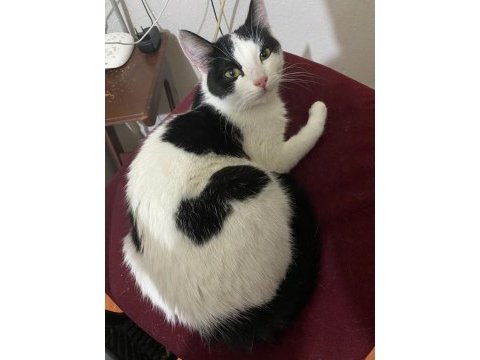 Scottish fold