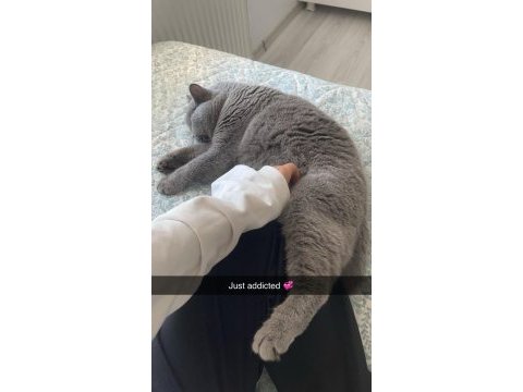 2 yaşında kedimi mecburiyettten s w ahiplendireceğim