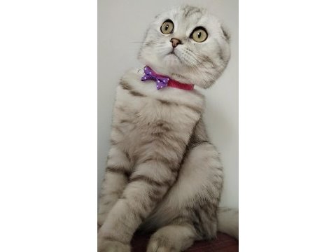 Göz bebeği scottish fold kedimiz