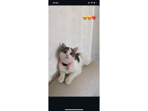 1 yaşında peri kızı kedimiz