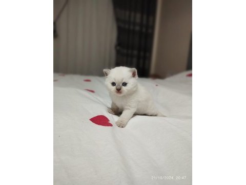 British shorthair dişi ve erkek