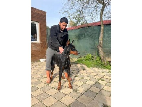 Üst kalite erkek doberman yavrularımız