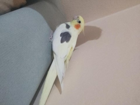 Lutino pied erkek alışık ve grey erkek alışık
