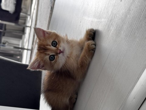 2 aylık british shorthair yavrumuz yeni yuvasını arıyor
