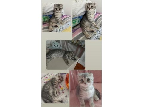 Yavru kedimize yuva arıyoruz scottish fold