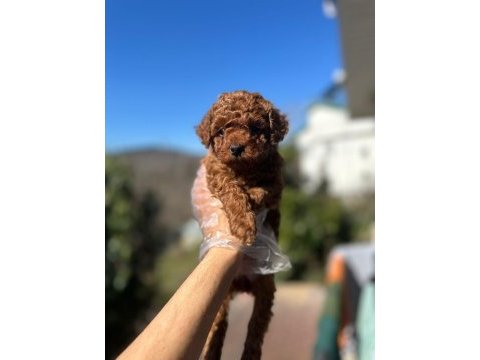 Toy poodle yavruları