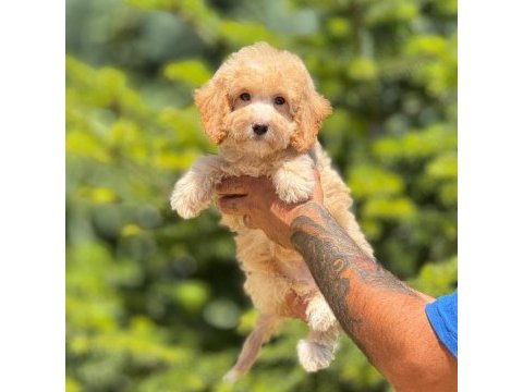 Maltipoo köpeği bebeklerimiz