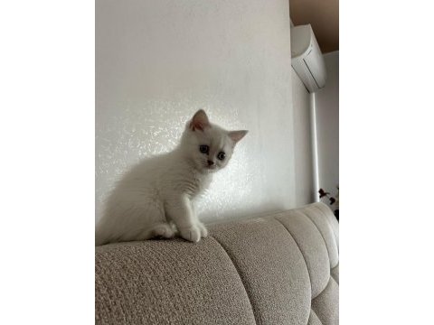 50 günlük blue point dişi british shorthair
