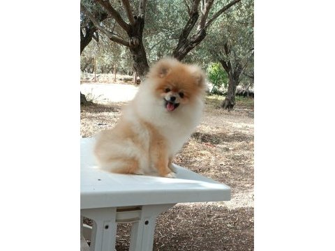 9 aylık pomeranian boo