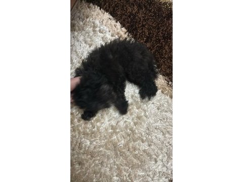 Toy poodle 2.5 aylık uslu komutlu aşılı