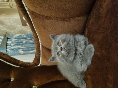 British shorthair sahiplendiriyoruz