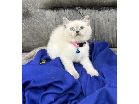 British shorthair scottish fold ücretli sahiplendirme