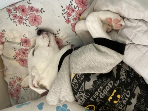 Ücretli sahiplendirme 3 aylık terrier melezi